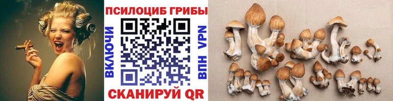 купить наркотик  Гвардейск  Галлюциногенные грибы MAGIC MUSHROOMS 